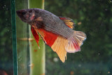 Copper   Nemo Plakat Male Betta (ID#510-M810) Free2Day SHIPPING