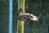 Black   Samurai Plakat Male Betta (ID#510-M813) Free2Day SHIPPING