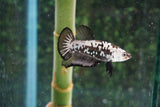 Black   Samurai Plakat Male Betta (ID#510-M813) Free2Day SHIPPING