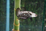 Black   Samurai Plakat Male Betta (ID#510-M813) Free2Day SHIPPING