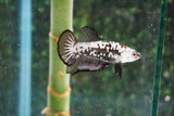 Black   Samurai Plakat Male Betta (ID#510-M813) Free2Day SHIPPING