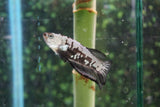 Black   Samurai Plakat Male Betta (ID#510-M813) Free2Day SHIPPING