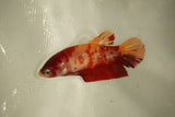 Nemo Koi Galaxy  Plakat Female Betta (ID#510-F801) Free2Day SHIPPING