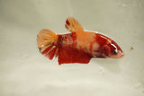 Nemo Koi Galaxy  Plakat Female Betta (ID#510-F801) Free2Day SHIPPING