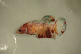 Nemo Koi Galaxy  Plakat Female Betta (ID#510-F802) Free2Day SHIPPING