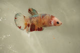 Nemo Koi Galaxy  Plakat Female Betta (ID#510-F802) Free2Day SHIPPING