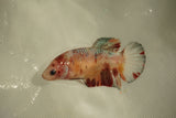 Nemo Koi Galaxy  Plakat Female Betta (ID#510-F802) Free2Day SHIPPING