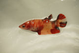 Nemo Koi Galaxy  Plakat Female Betta (ID#510-F803) Free2Day SHIPPING