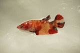 Nemo Koi Galaxy  Plakat Female Betta (ID#510-F803) Free2Day SHIPPING