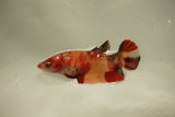 Nemo Koi Galaxy  Plakat Female Betta (ID#510-F803) Free2Day SHIPPING