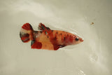 Nemo Koi Galaxy  Plakat Female Betta (ID#510-F803) Free2Day SHIPPING