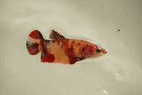 Nemo Koi Galaxy  Plakat Female Betta (ID#510-F803) Free2Day SHIPPING