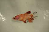 Nemo Koi Galaxy  Plakat Female Betta (ID#510-F804) Free2Day SHIPPING