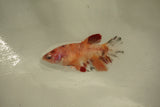 Nemo Koi Galaxy  Plakat Female Betta (ID#510-F804) Free2Day SHIPPING