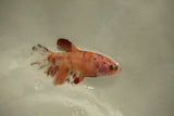 Nemo Koi Galaxy  Plakat Female Betta (ID#510-F804) Free2Day SHIPPING