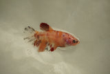 Nemo Koi Galaxy  Plakat Female Betta (ID#510-F804) Free2Day SHIPPING