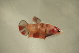 Nemo Koi Galaxy  Plakat Female Betta (ID#510-F805) Free2Day SHIPPING