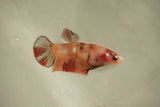 Nemo Koi Galaxy  Plakat Female Betta (ID#510-F805) Free2Day SHIPPING