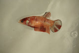 Nemo Koi Galaxy  Plakat Female Betta (ID#510-F805) Free2Day SHIPPING