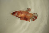 Nemo Koi Galaxy  Plakat Female Betta (ID#510-F805) Free2Day SHIPPING