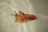 Nemo Koi Galaxy  Plakat Female Betta (ID#510-F806) Free2Day SHIPPING