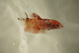 Nemo Koi Galaxy  Plakat Female Betta (ID#510-F806) Free2Day SHIPPING