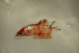 Nemo Koi Galaxy  Plakat Female Betta (ID#510-F806) Free2Day SHIPPING