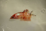 Nemo Koi Galaxy  Plakat Female Betta (ID#510-F806) Free2Day SHIPPING