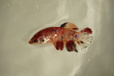 Nemo Koi Galaxy  Plakat Female Betta (ID#510-F808) Free2Day SHIPPING