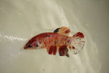 Nemo Koi Galaxy  Plakat Female Betta (ID#510-F808) Free2Day SHIPPING