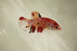 Nemo Koi Galaxy  Plakat Female Betta (ID#510-F808) Free2Day SHIPPING