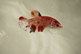 Nemo Koi Galaxy  Plakat Female Betta (ID#510-F808) Free2Day SHIPPING