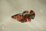 Nemo Koi Galaxy  Plakat Female Betta (ID#510-F809) Free2Day SHIPPING