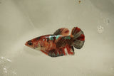 Nemo Koi Galaxy  Plakat Female Betta (ID#510-F809) Free2Day SHIPPING