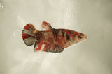 Nemo Koi Galaxy  Plakat Female Betta (ID#510-F809) Free2Day SHIPPING