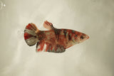 Nemo Koi Galaxy  Plakat Female Betta (ID#510-F809) Free2Day SHIPPING