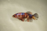 Nemo Koi Galaxy  Plakat Female Betta (ID#510-F810) Free2Day SHIPPING