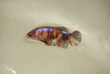 Nemo Koi Galaxy  Plakat Female Betta (ID#510-F810) Free2Day SHIPPING