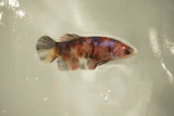 Nemo Koi Galaxy  Plakat Female Betta (ID#510-F810) Free2Day SHIPPING