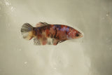 Nemo Koi Galaxy  Plakat Female Betta (ID#510-F810) Free2Day SHIPPING