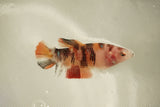 Nemo Koi Galaxy  Plakat Female Betta (ID#510-F812) Free2Day SHIPPING