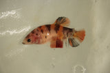 Nemo Koi Galaxy  Plakat Female Betta (ID#510-F812) Free2Day SHIPPING