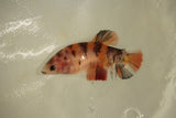 Nemo Koi Galaxy  Plakat Female Betta (ID#510-F812) Free2Day SHIPPING