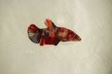 Nemo Koi Galaxy  Plakat Female Betta (ID#510-F813) Free2Day SHIPPING