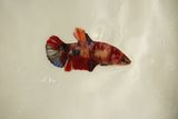 Nemo Koi Galaxy  Plakat Female Betta (ID#510-F813) Free2Day SHIPPING