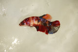 Nemo Koi Galaxy  Plakat Female Betta (ID#510-F813) Free2Day SHIPPING