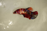 Nemo Koi Galaxy  Plakat Female Betta (ID#510-F813) Free2Day SHIPPING