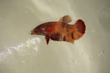 Nemo Koi Galaxy  Plakat Female Betta (ID#510-F814) Free2Day SHIPPING