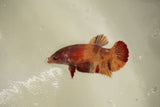 Nemo Koi Galaxy  Plakat Female Betta (ID#510-F814) Free2Day SHIPPING