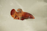 Nemo Koi Galaxy  Plakat Female Betta (ID#510-F814) Free2Day SHIPPING